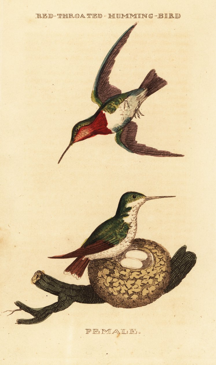 Ruby-throated kolibri, Archilochus colubris af George (after) Edwards