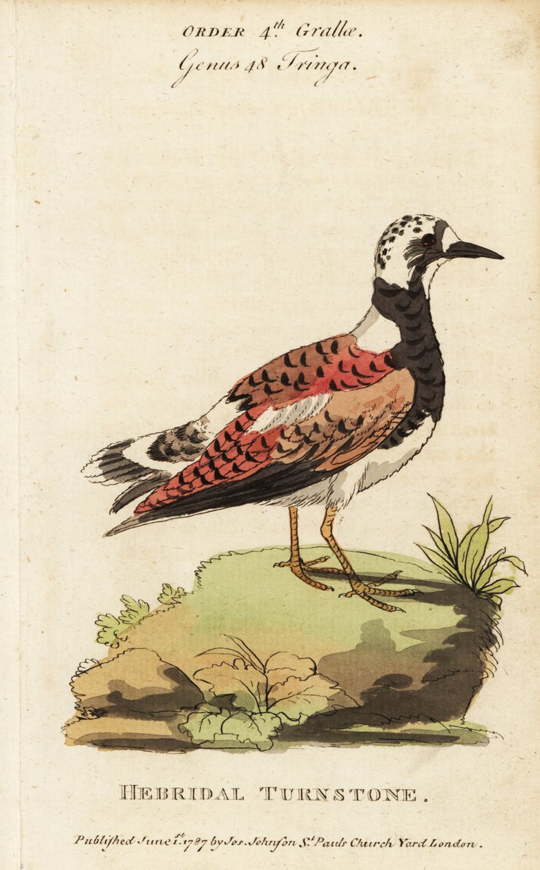 Ruddy Turnstone, Sandstone Tolk af George (after) Edwards