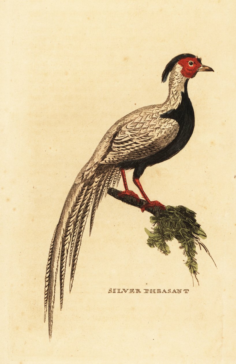 Sølvfasan, Lophura nycthemera af George (after) Edwards