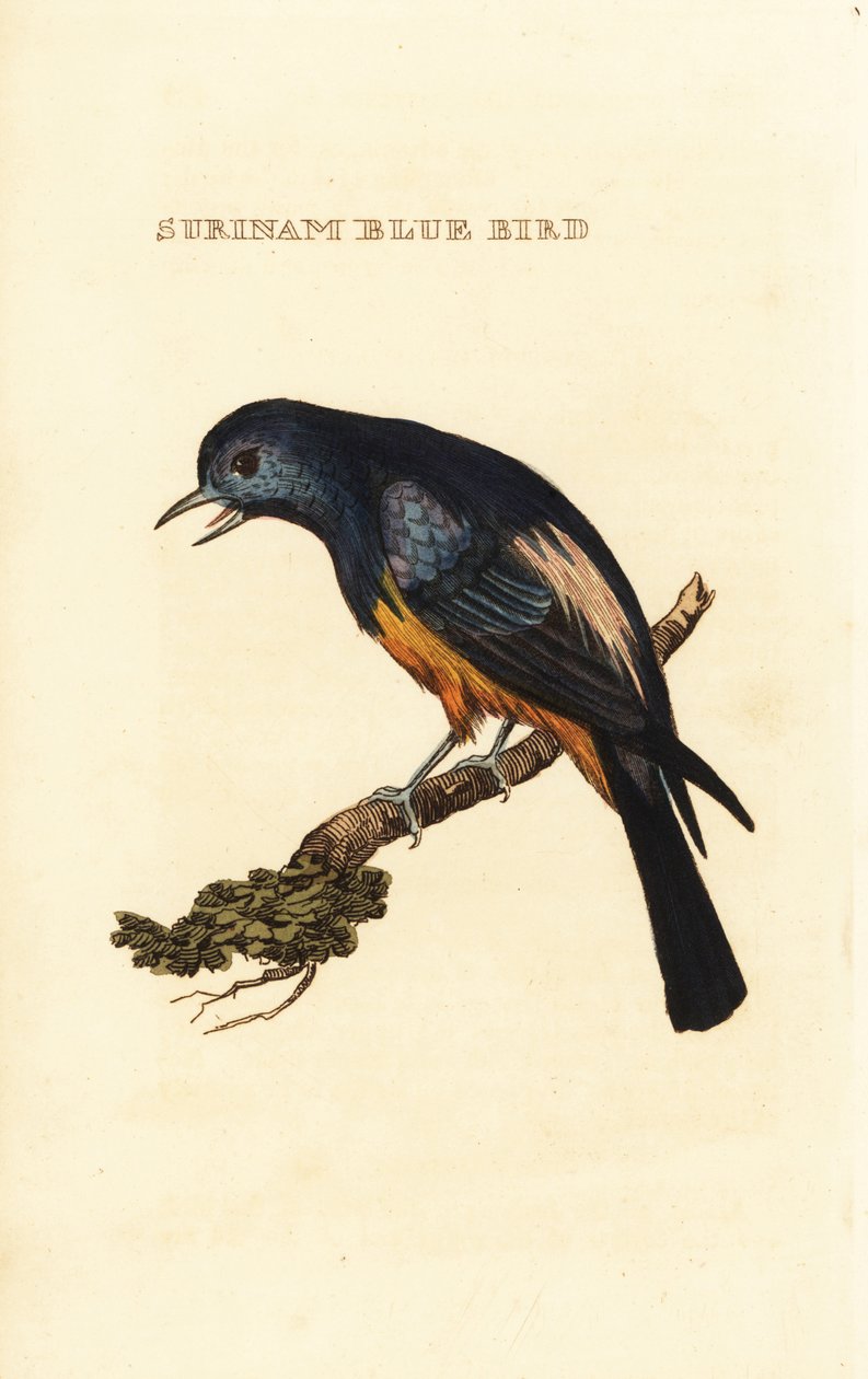 Sølvbarmet Tanager, Tangara Velia af George (after) Edwards