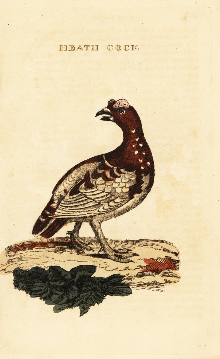 Ryper, Falcipennis canadensis canace af George (after) Edwards