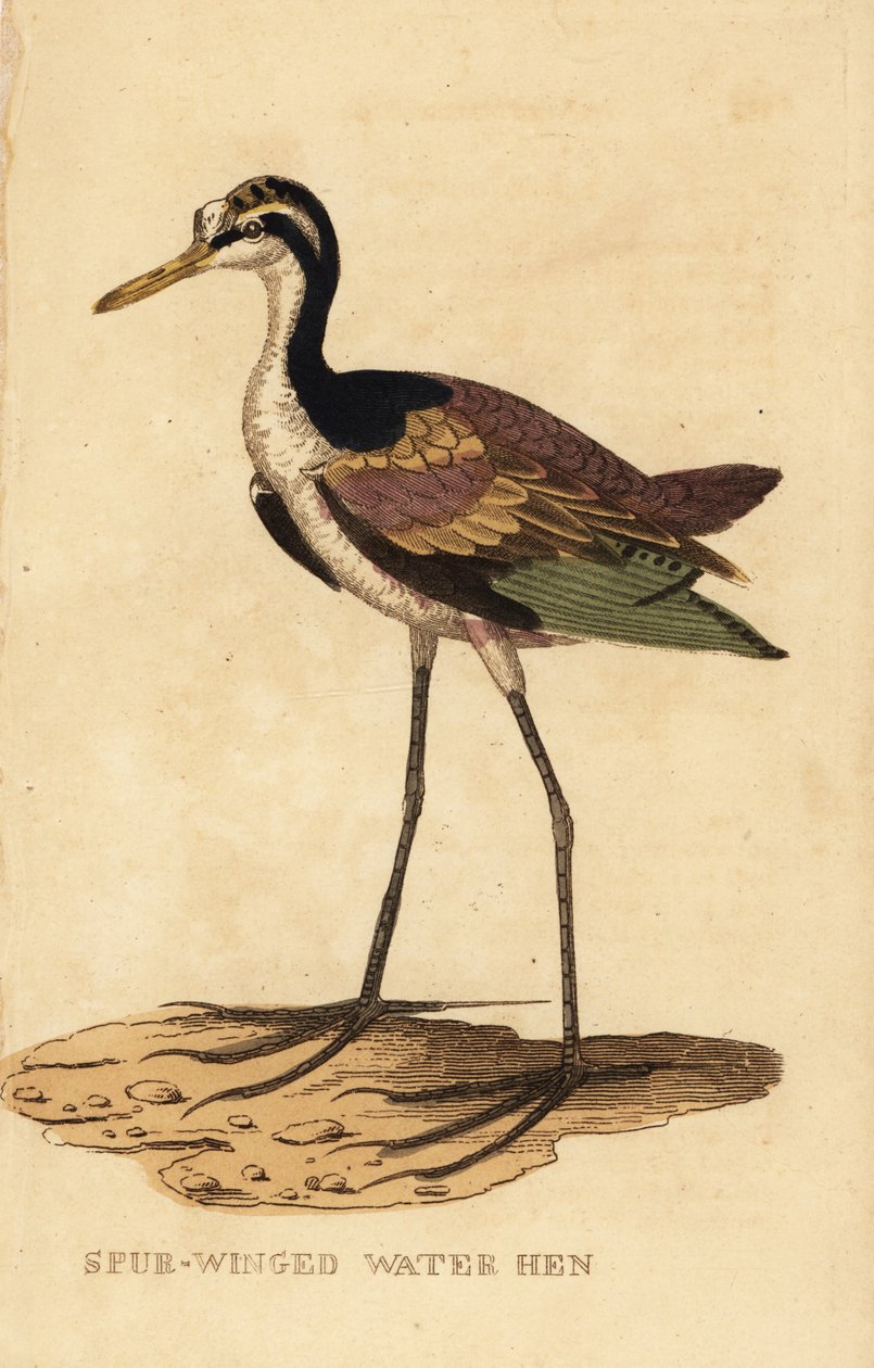 Wattled jacana, Jacana jacana af George (after) Edwards