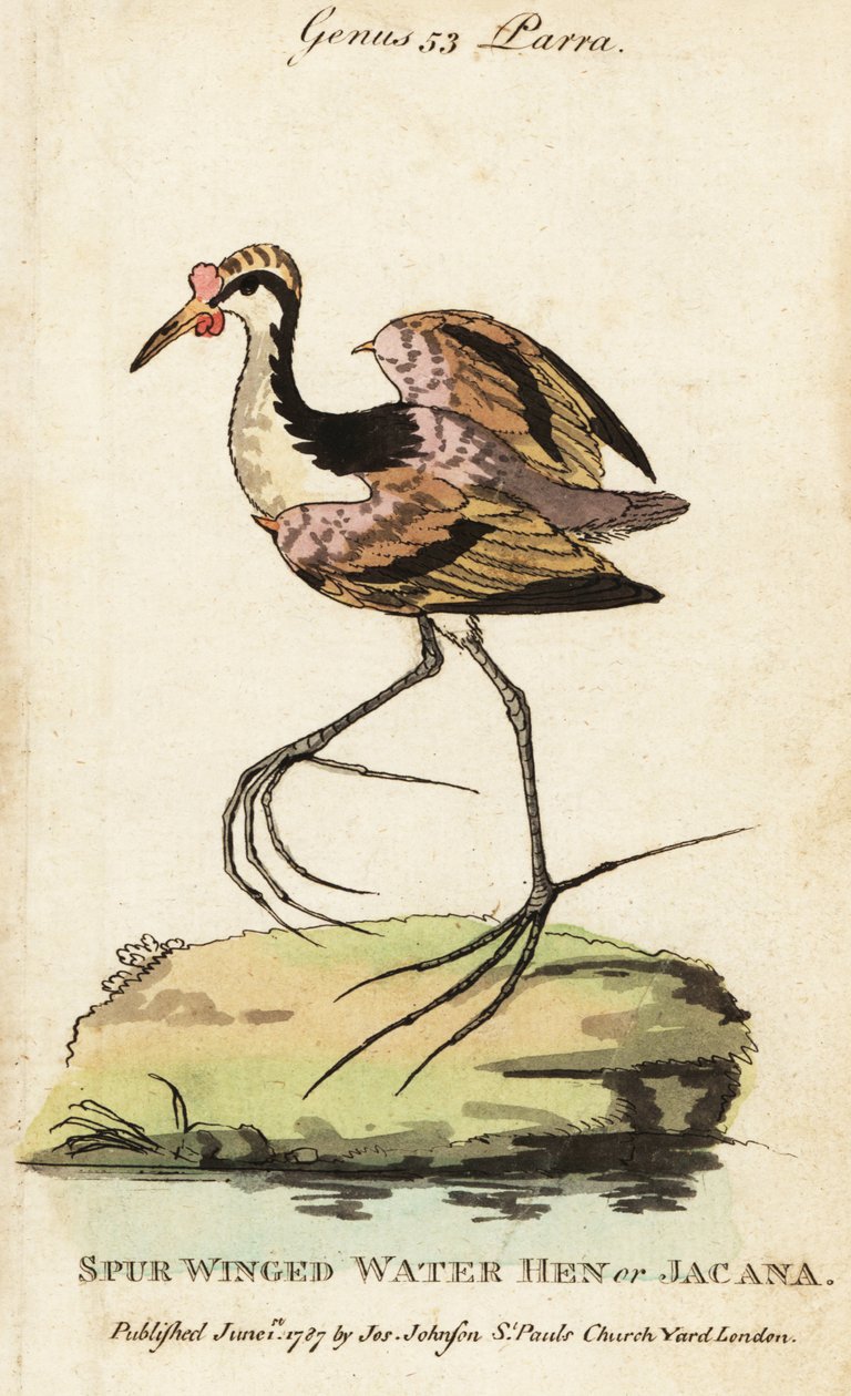 Wattled jacana, Jacana jacana af George (after) Edwards