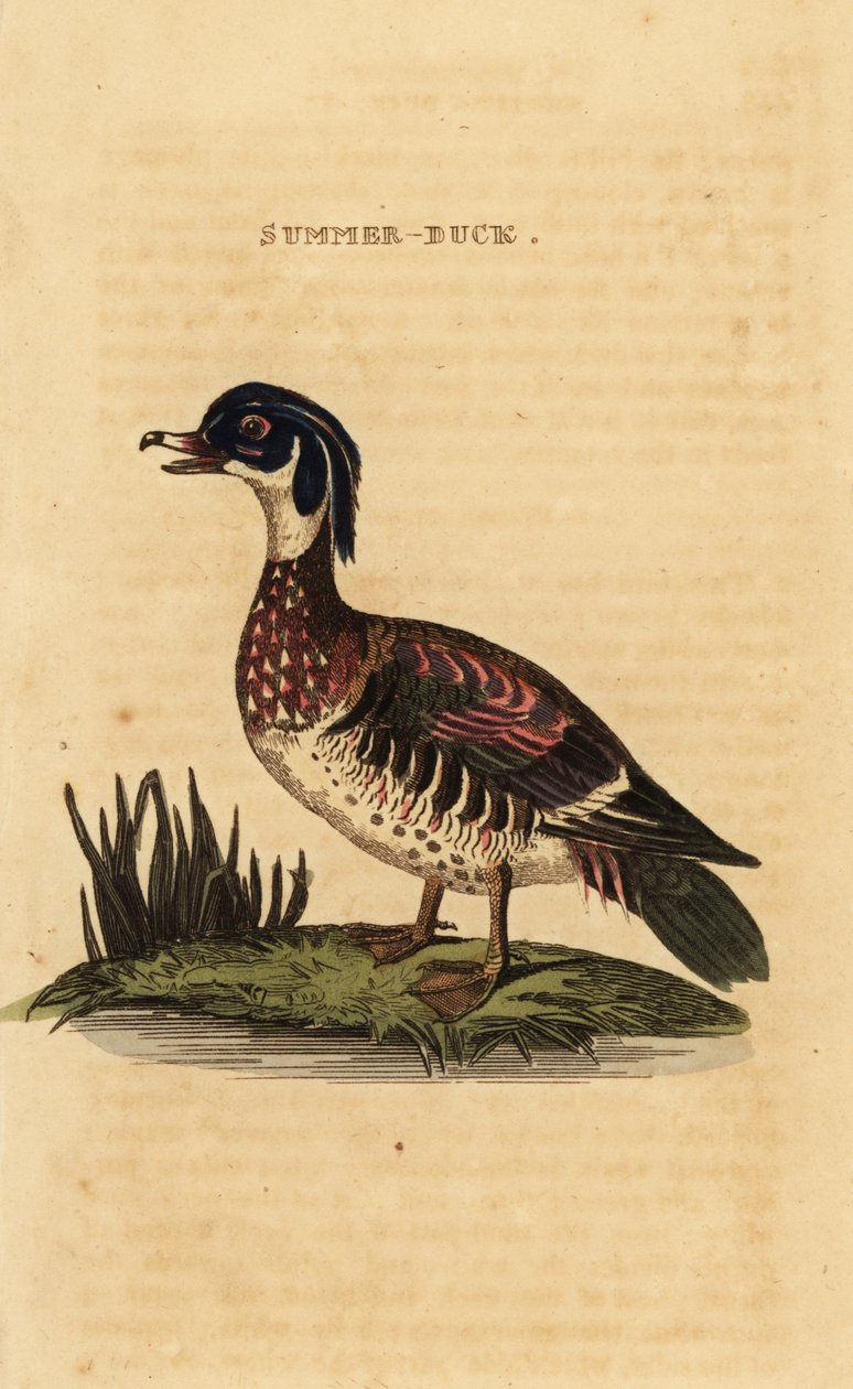 Skovand, Aix sponsa af George (after) Edwards