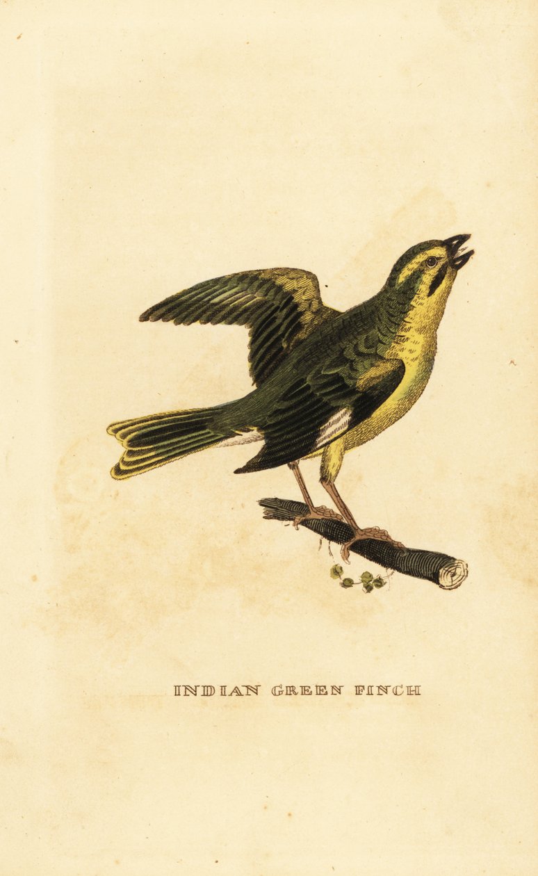 Gulbrynet grønfinke, Chloris spinoides af George (after) Edwards
