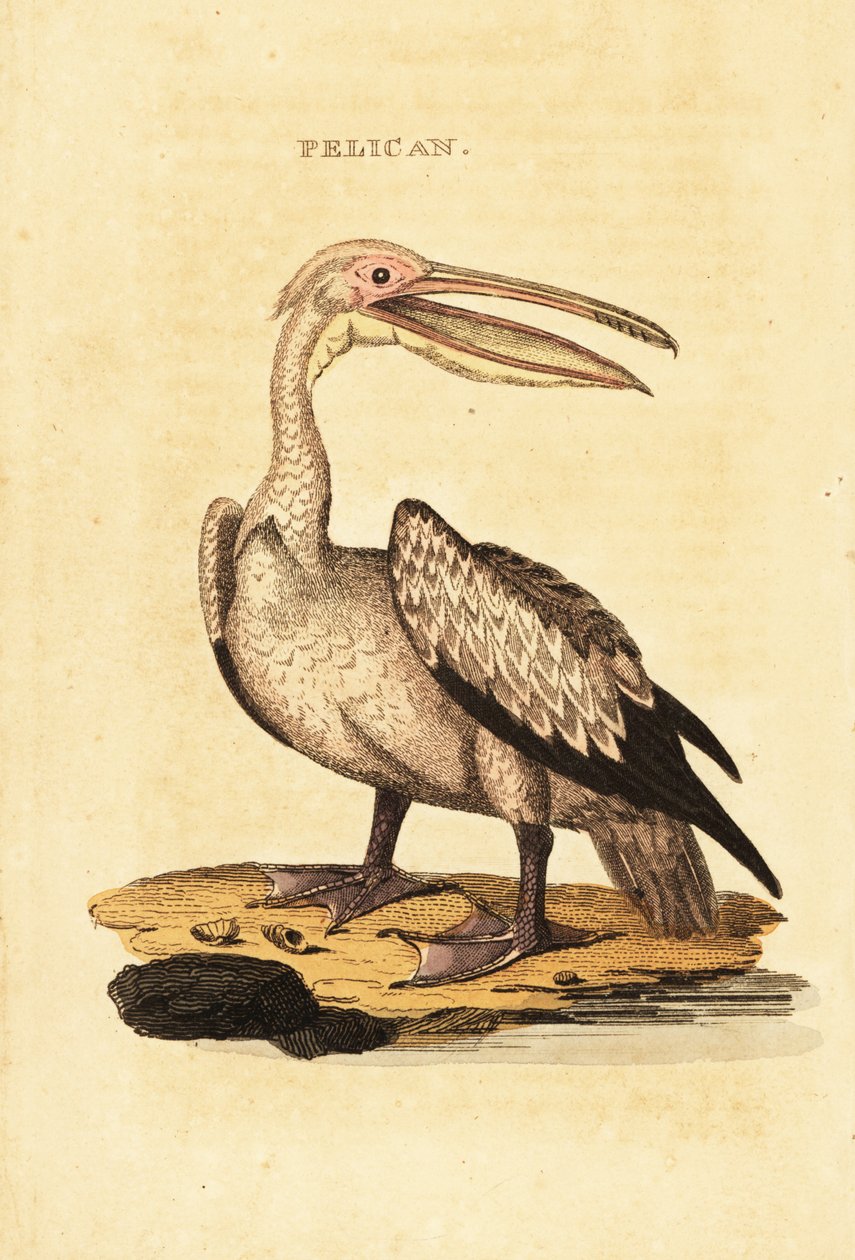 Stor hvid pelikan, Pelecanus onocrotalus af George (after) Shaw