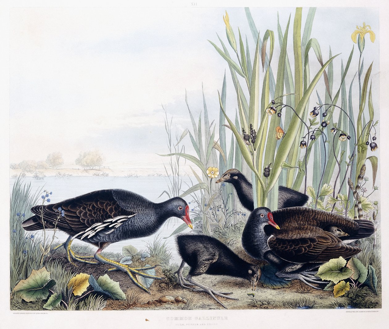 Almindelig Gallinule (Moorhen) (Han, hun og ung), ca. 1841 (håndfarvet gravering) af George (after) Shield