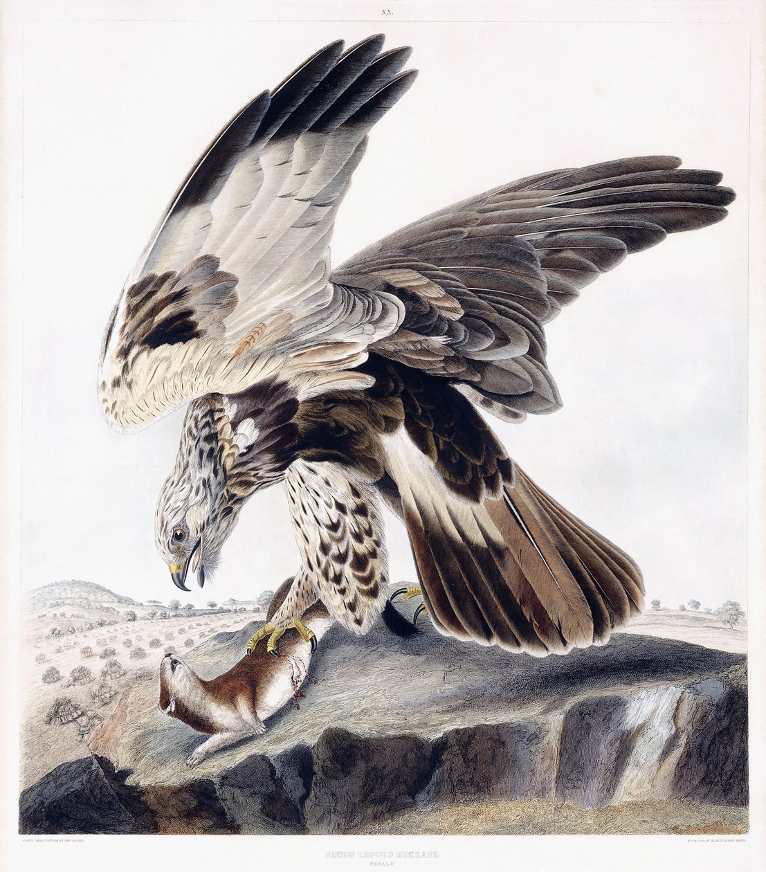 Rubenet musvåge (hun), ca. 1841 (håndfarvet gravering) af George (after) Shield