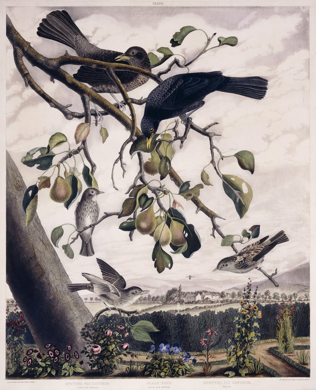 Plettet fluefanger (han og hun), sort fugl (han og hun) og plettet fluefanger (ung), ca. 1841 (håndfarvet gravering) af George (after) Shield