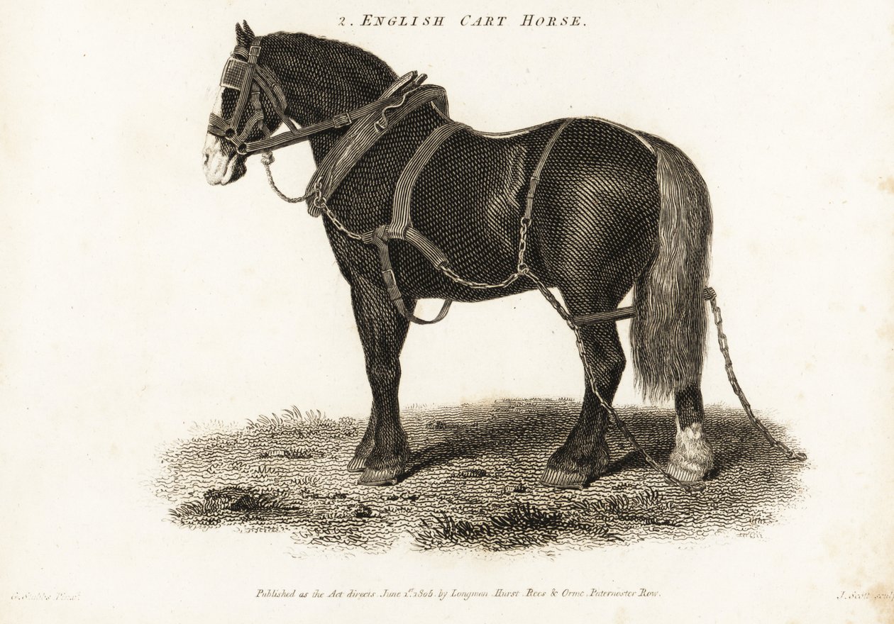Engelsk Cart Horse eller Shire trækhest. af George (after) Stubbs