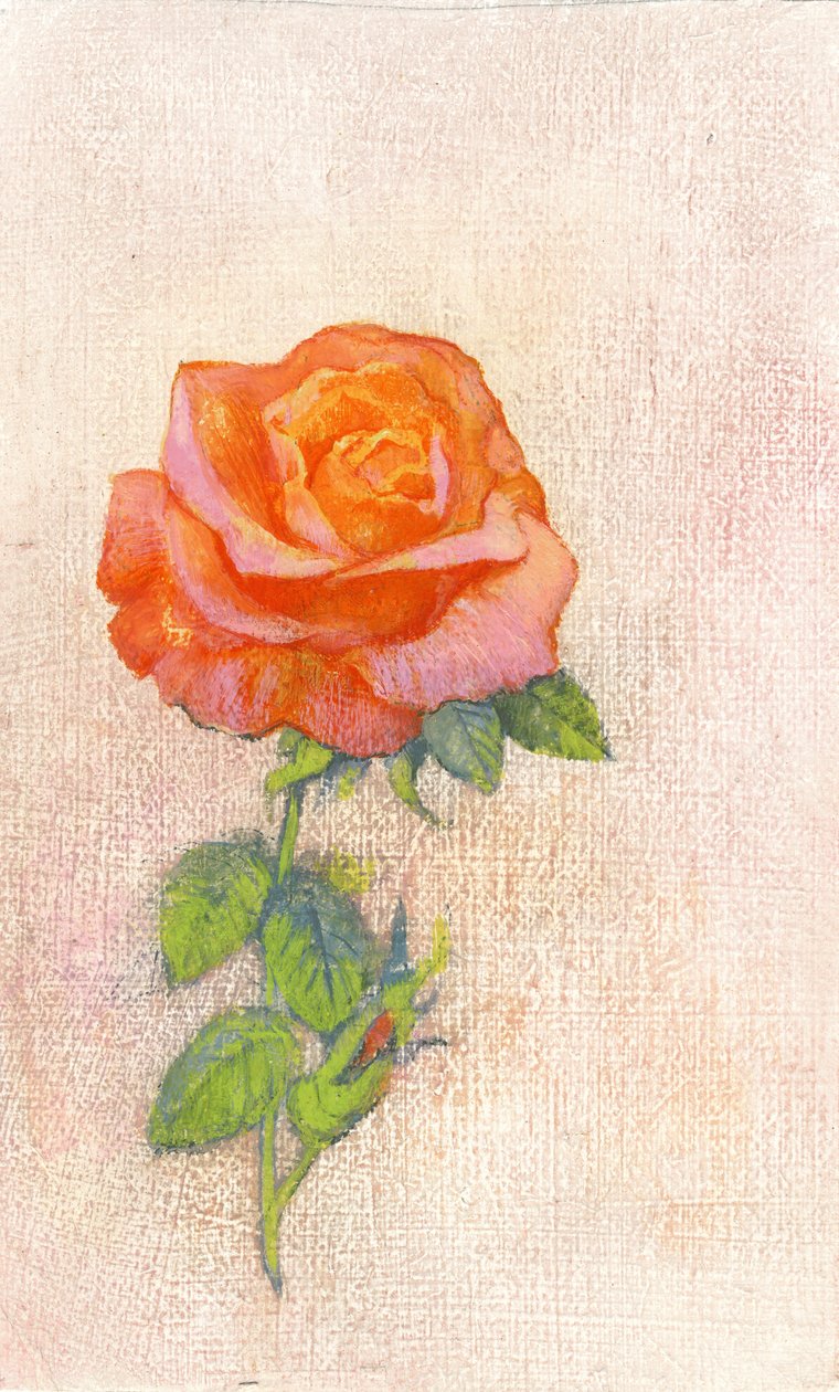 Pale Rose, 1980