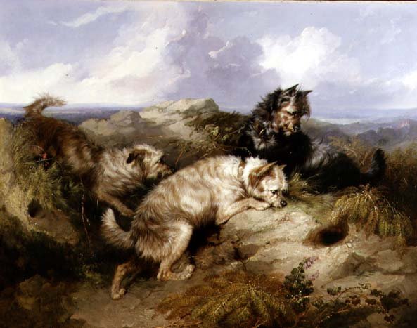 A Dandy Dinmont and Two Cairns Rabbiting (olie på lærred) af George Armfield
