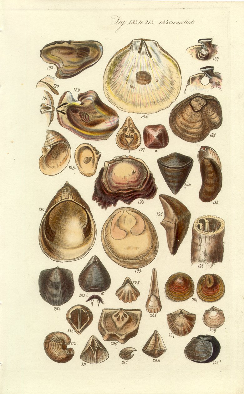 Conchological Manual Plate 11. Østers og andre skaller af George B. Sowerby