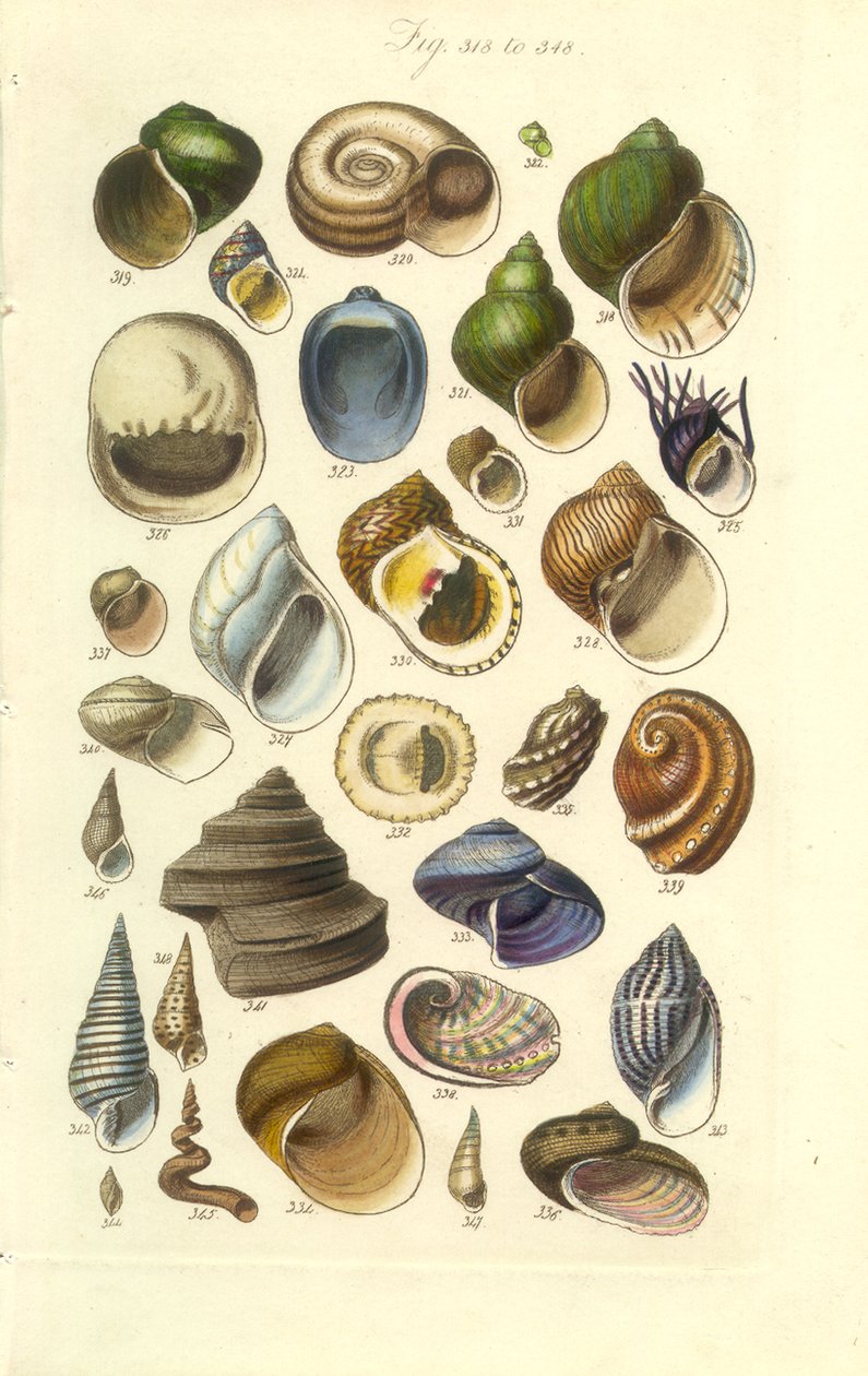 Conchological Manual Plate 15. Farverige skaller inklusive Abalone-skaller af George B. Sowerby
