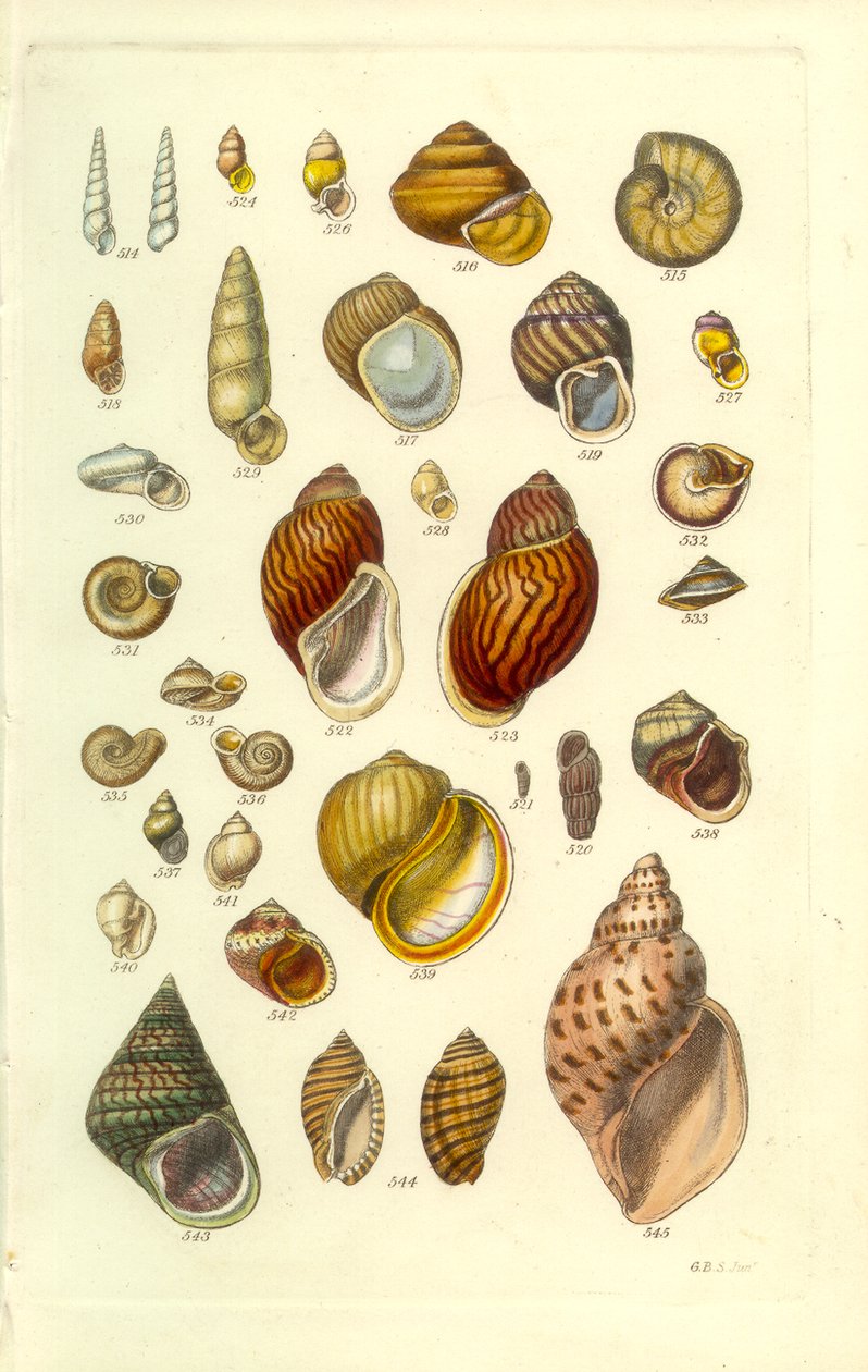 Conchological Manual Plate 25. Farverige landskaller af George B. Sowerby