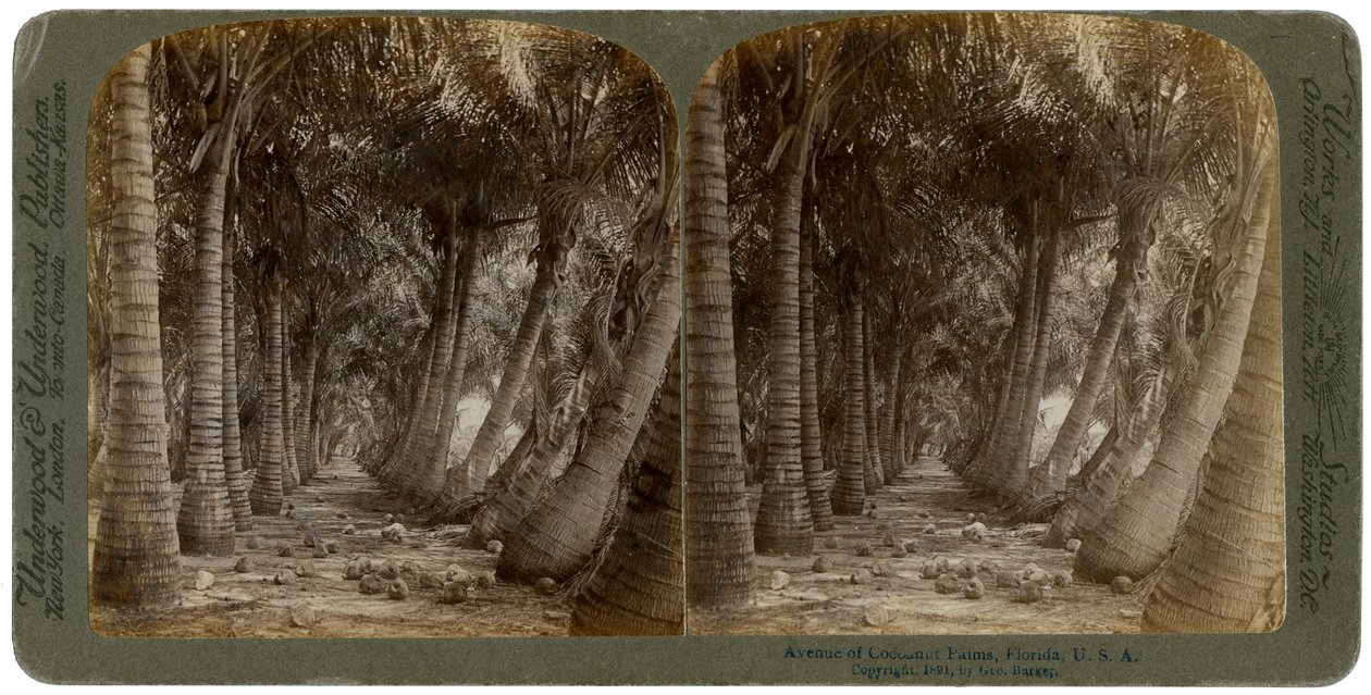 Avenue of coconut palms, Florida, USA, 1891. af George Barker