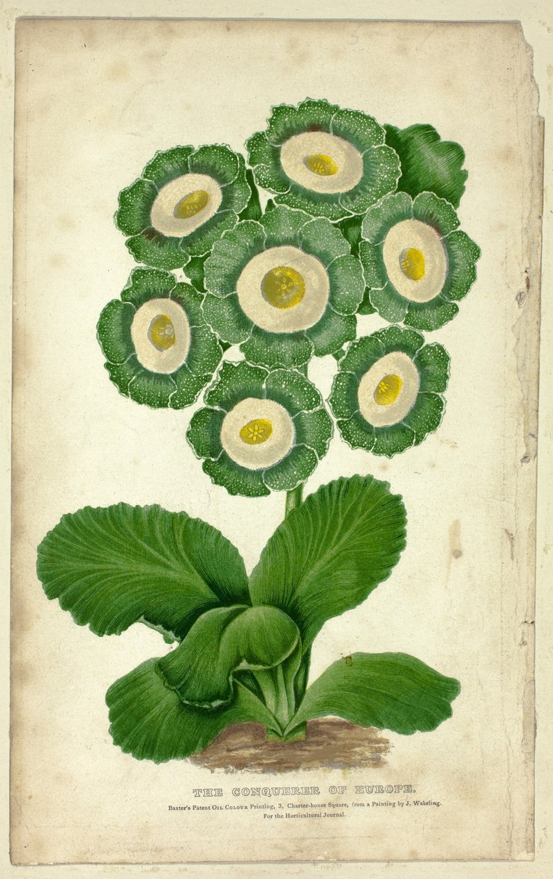 Europas erobrer (Auricula) af George Baxter