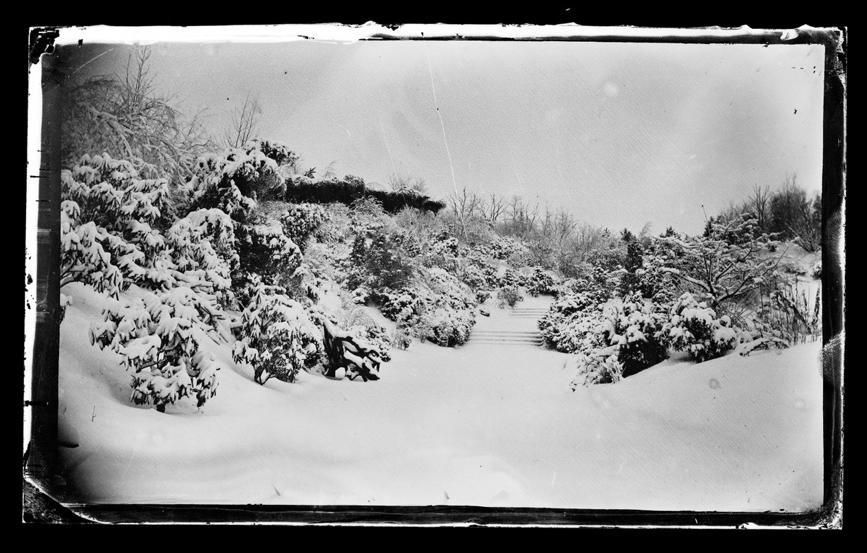 Rose Arbor nedefra, Prospect Park, Brooklyn, ca. 1872-87 (vådkollosion negativ) af George Bradford Brainerd