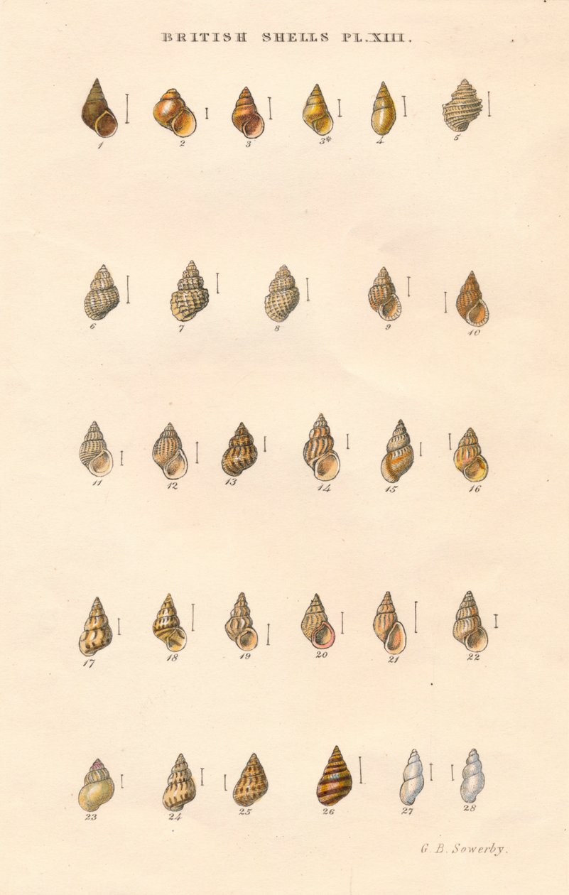 British Shells, c1859. af George Brettingham Sowerby
