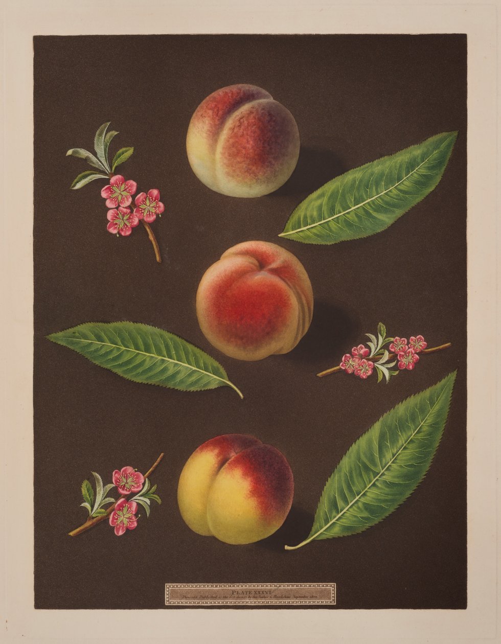 Kansler, Catherine og de gamle Newington ferskner (farve litho) af George Brookshaw