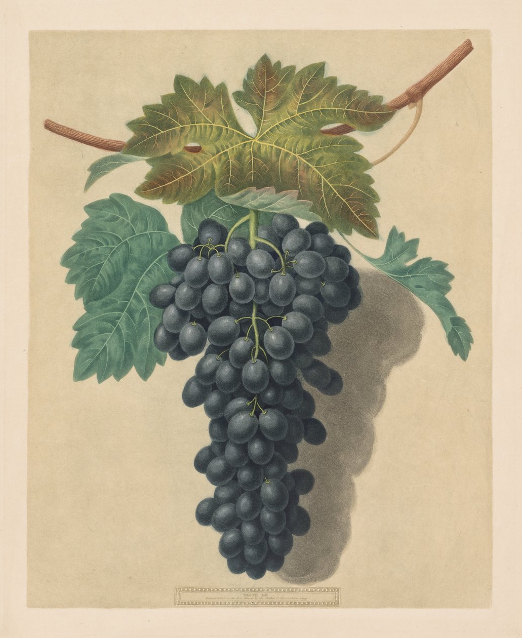 Pomona Britannica: nr. 52 - Sort prins drue, 1809. af George Brookshaw
