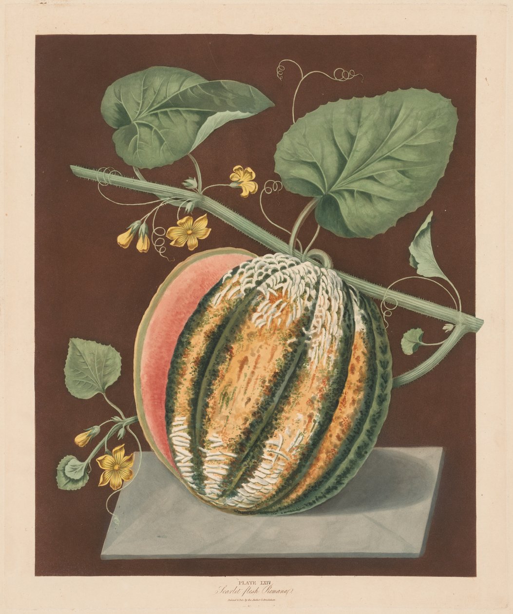 Pomona Britannica: nr. 64 - Scarlet Flesh Romana Melon af George Brookshaw