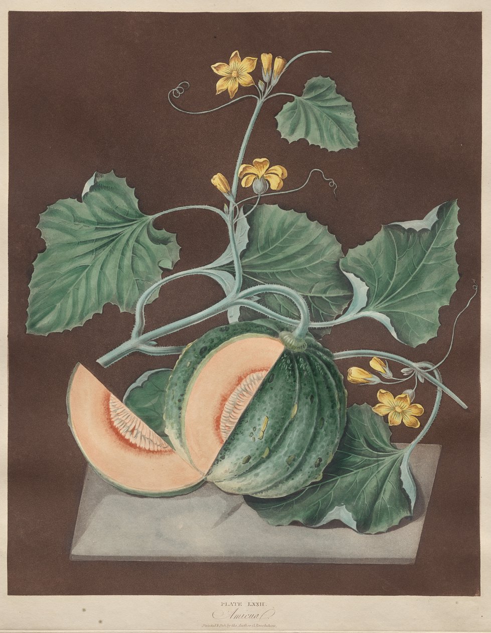Pomona Britannica: Nr. 71 - Amicua (Melon) af George Brookshaw