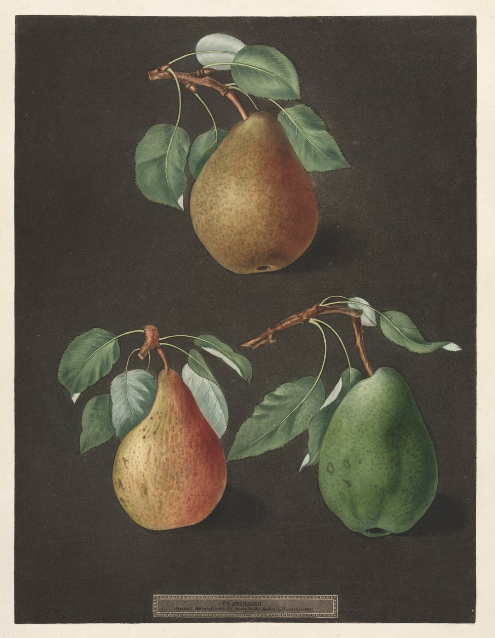 Pomona Britannica: nr. 82 - Pærer, 1807. af George Brookshaw