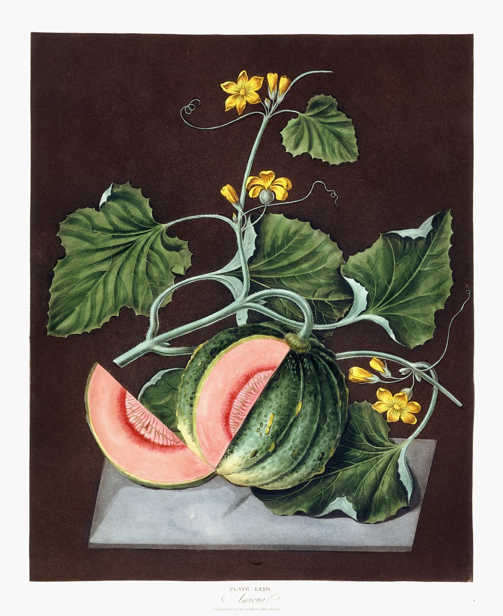 Græskar, 1812 af George Brookshaw