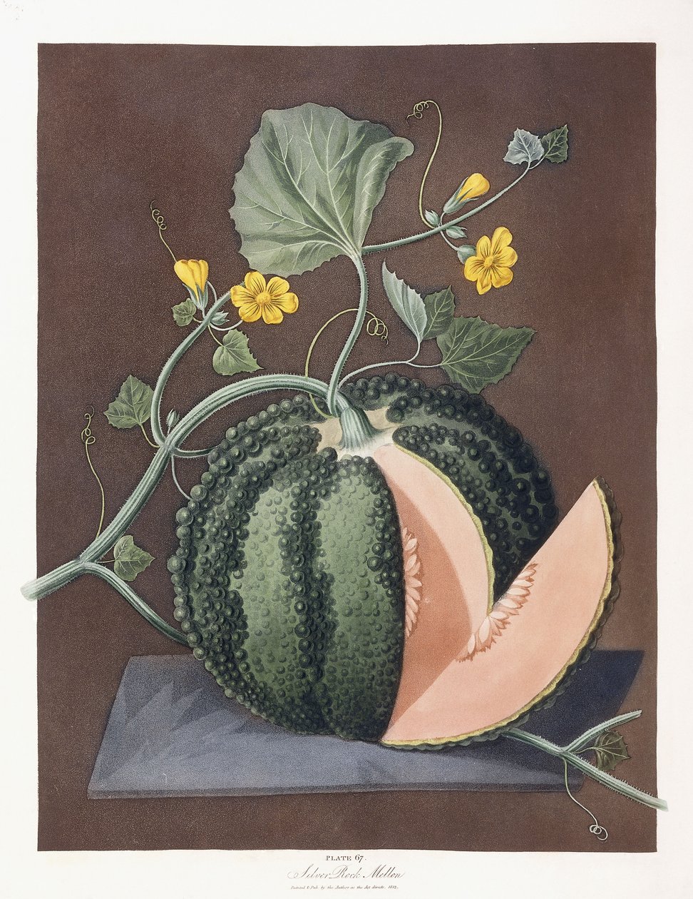 Silver Rock Melon, 1812 af George Brookshaw