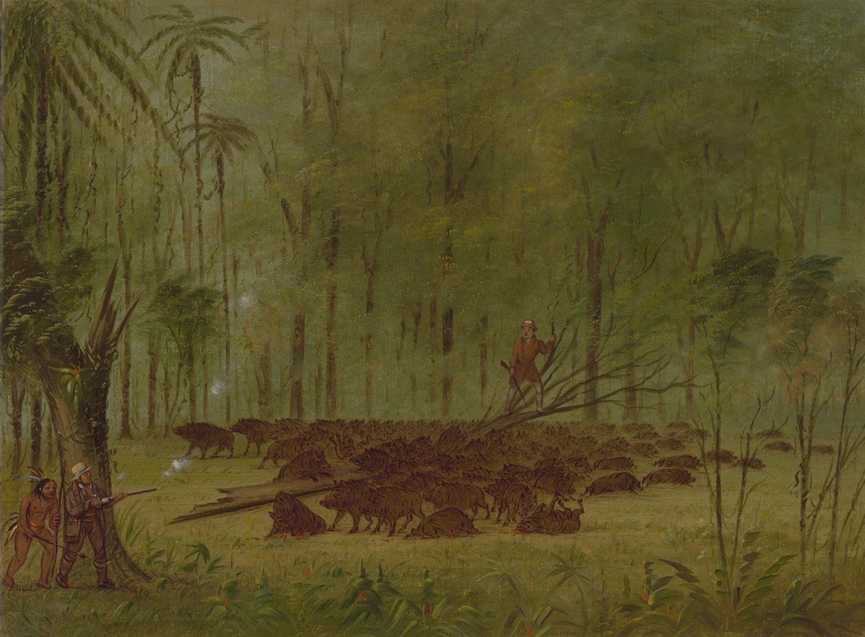En kamp med peccaries - Caribbe, 18541869. af George Catlin