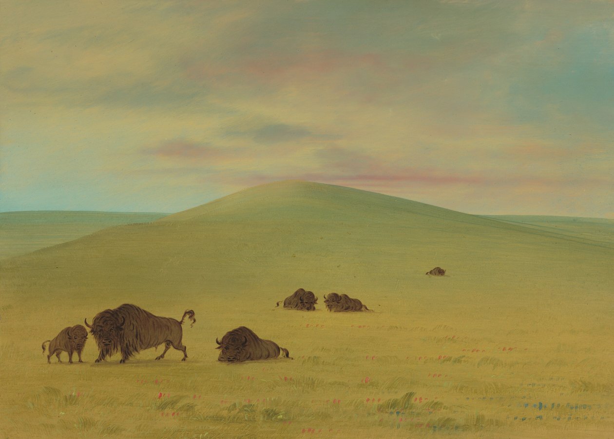 American Pasturage - Prairies of the Platte, 18611869. af George Catlin