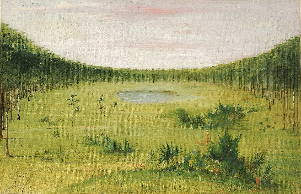 Smuk savanne i fyrreskoven i Florida af George Catlin