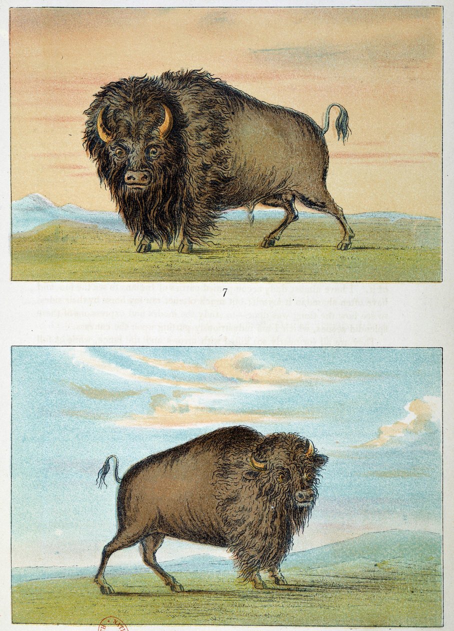 Bison, mand og kvinde, USA. Illustration af George Catlin (1794-1872) af George Catlin