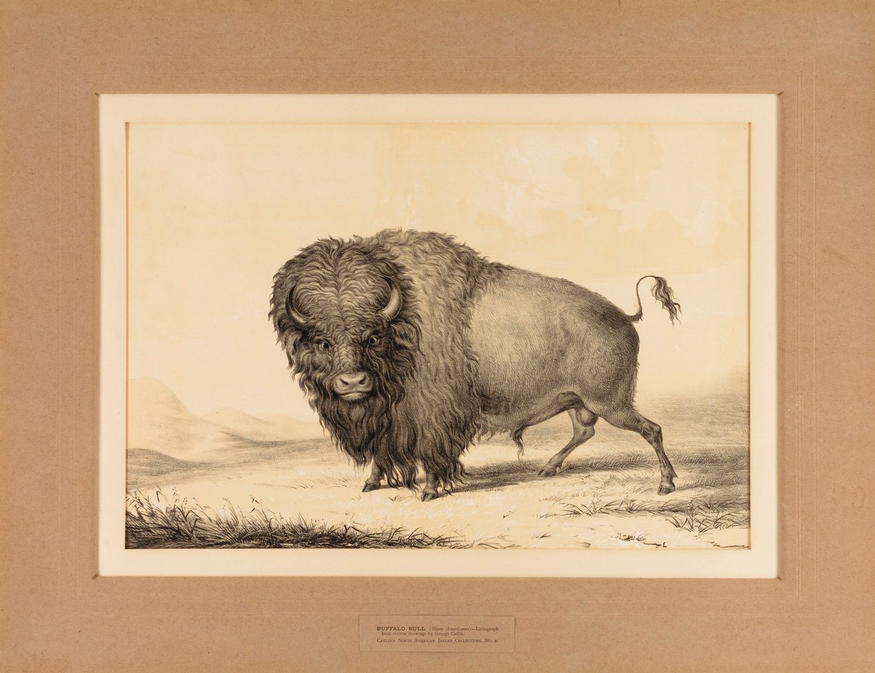 Buffalo Bull - nr. 2 af George Catlin