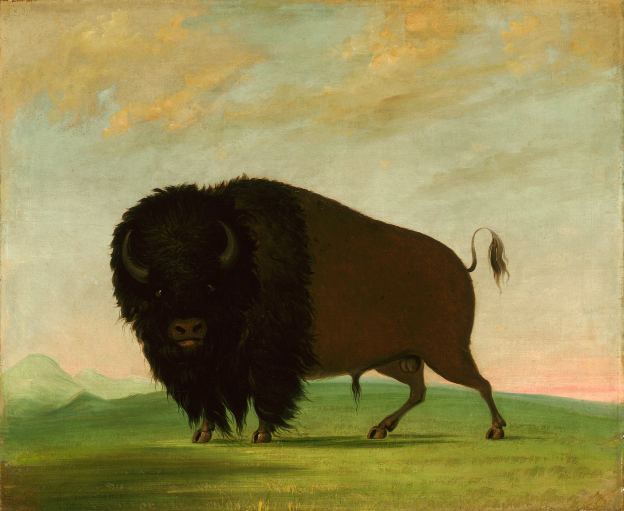 Buffalo Bull, Græsning på prærien, 1832-1833. af George Catlin