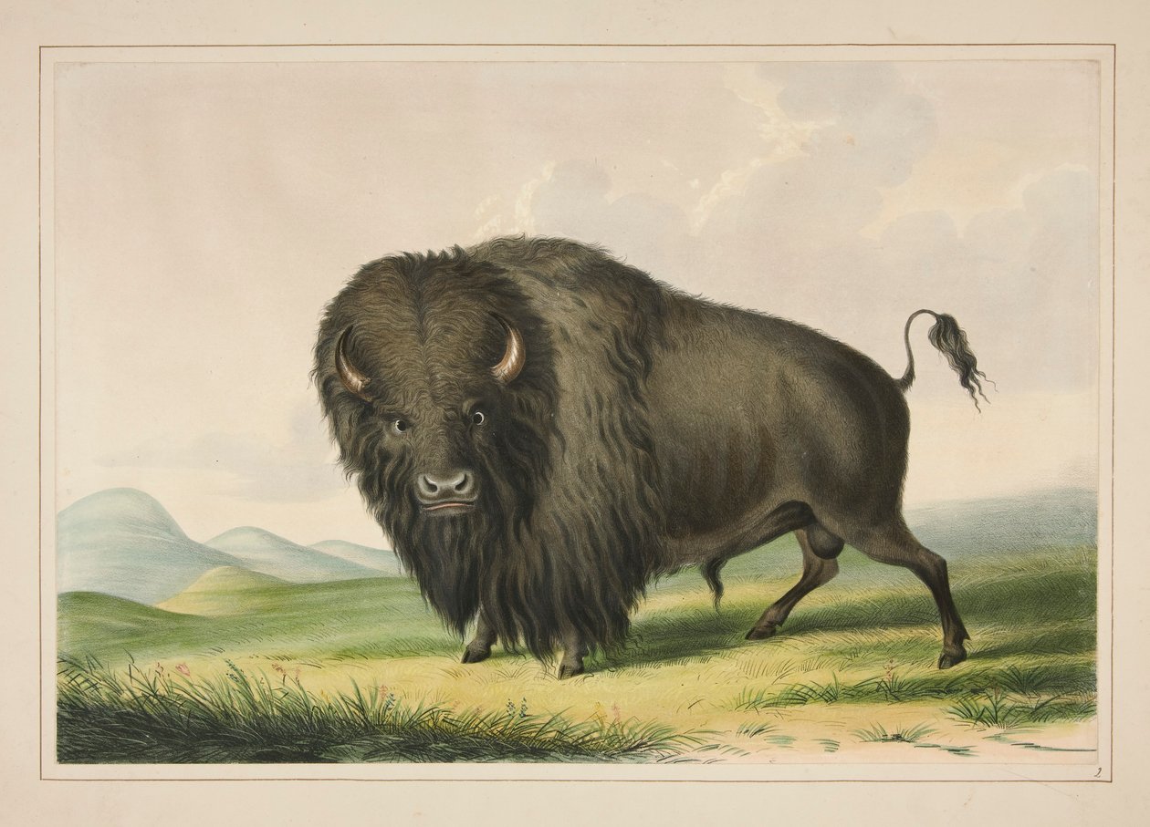 Buffalo Tyre Græsning, pl. 2 fra North American Indian Portfolio af George Catlin
