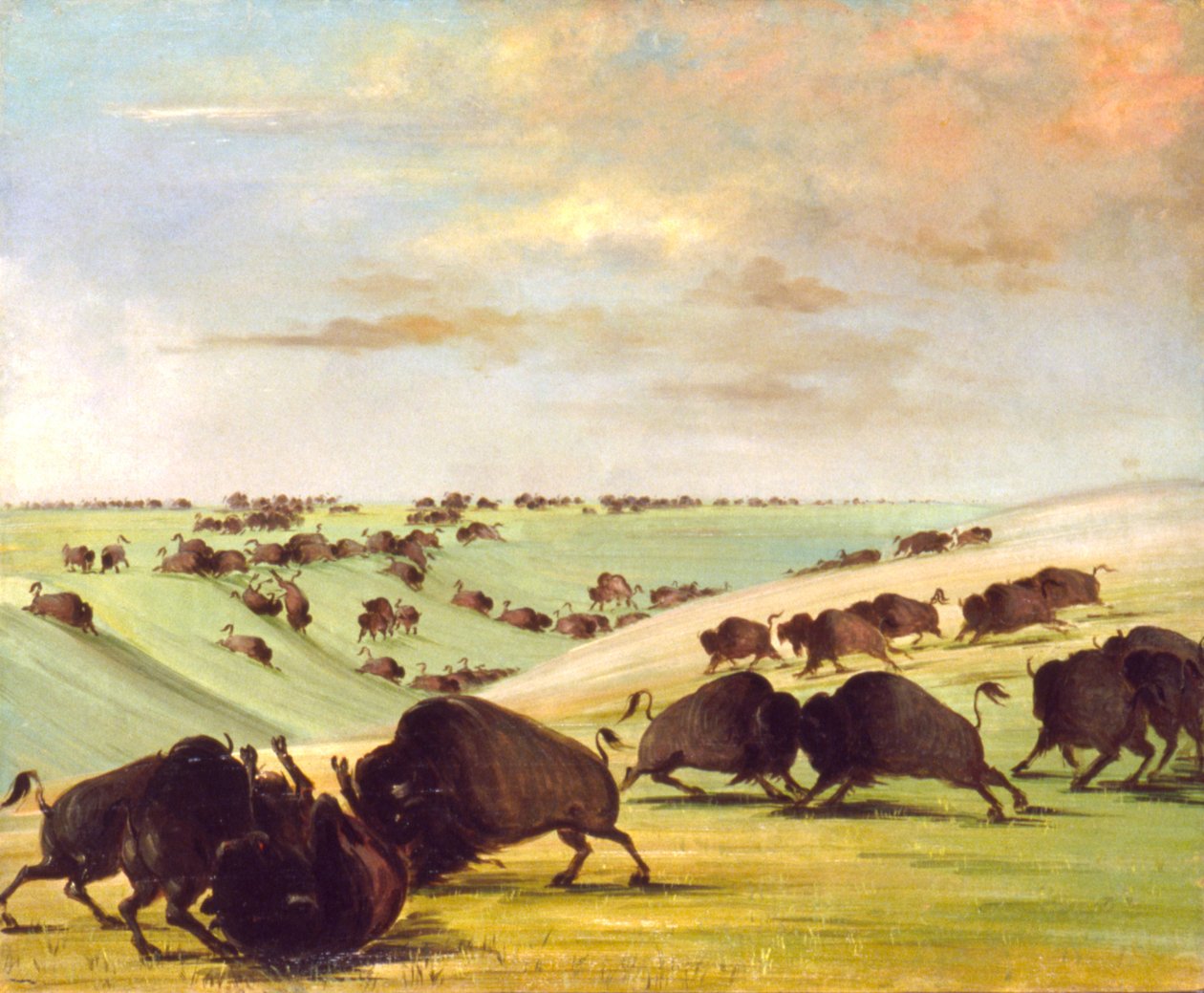 Buffalo Bulls Fighting in Running Season, Upper Missouri, 1837-1839. af George Catlin