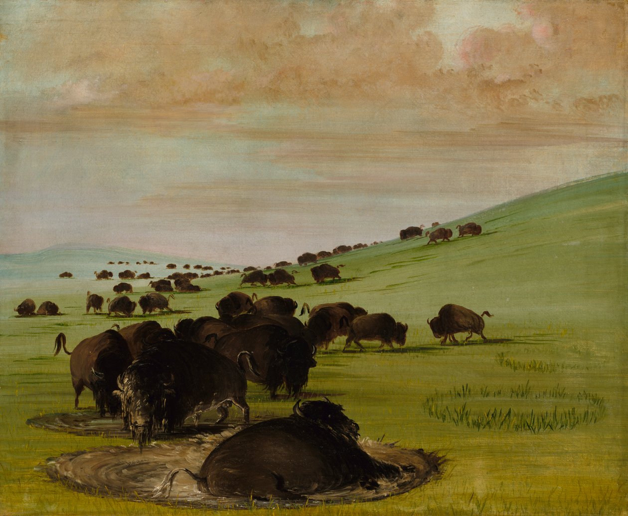 Buffalo Bulls in a Wallow, 1837-1839. af George Catlin