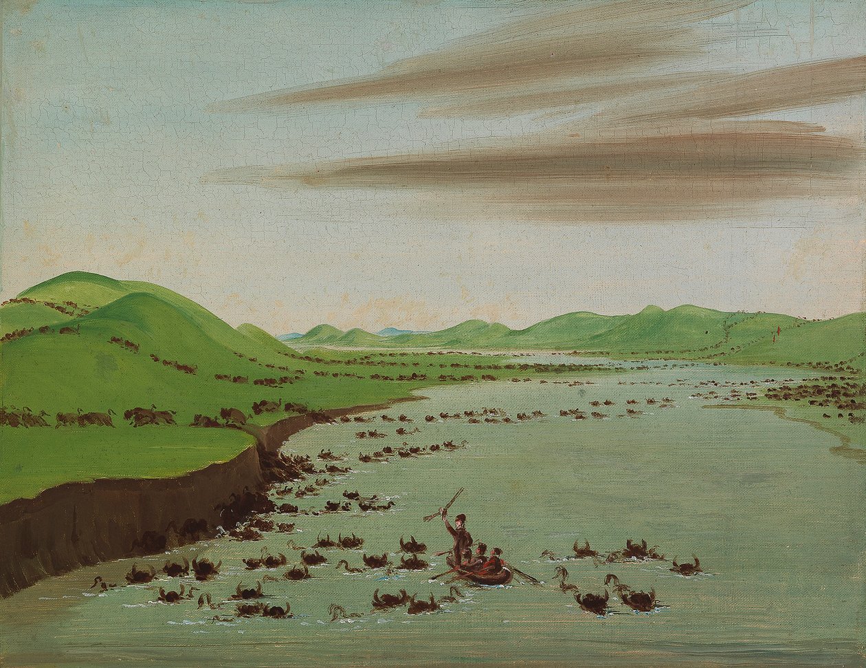 Bøffelflokke krydser den øvre del af Missouri af George Catlin