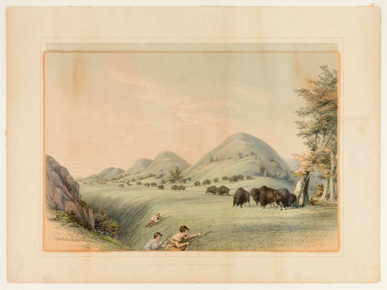Bøffeljagt; nærmer sig i en kløft - nr. 11 af George Catlin