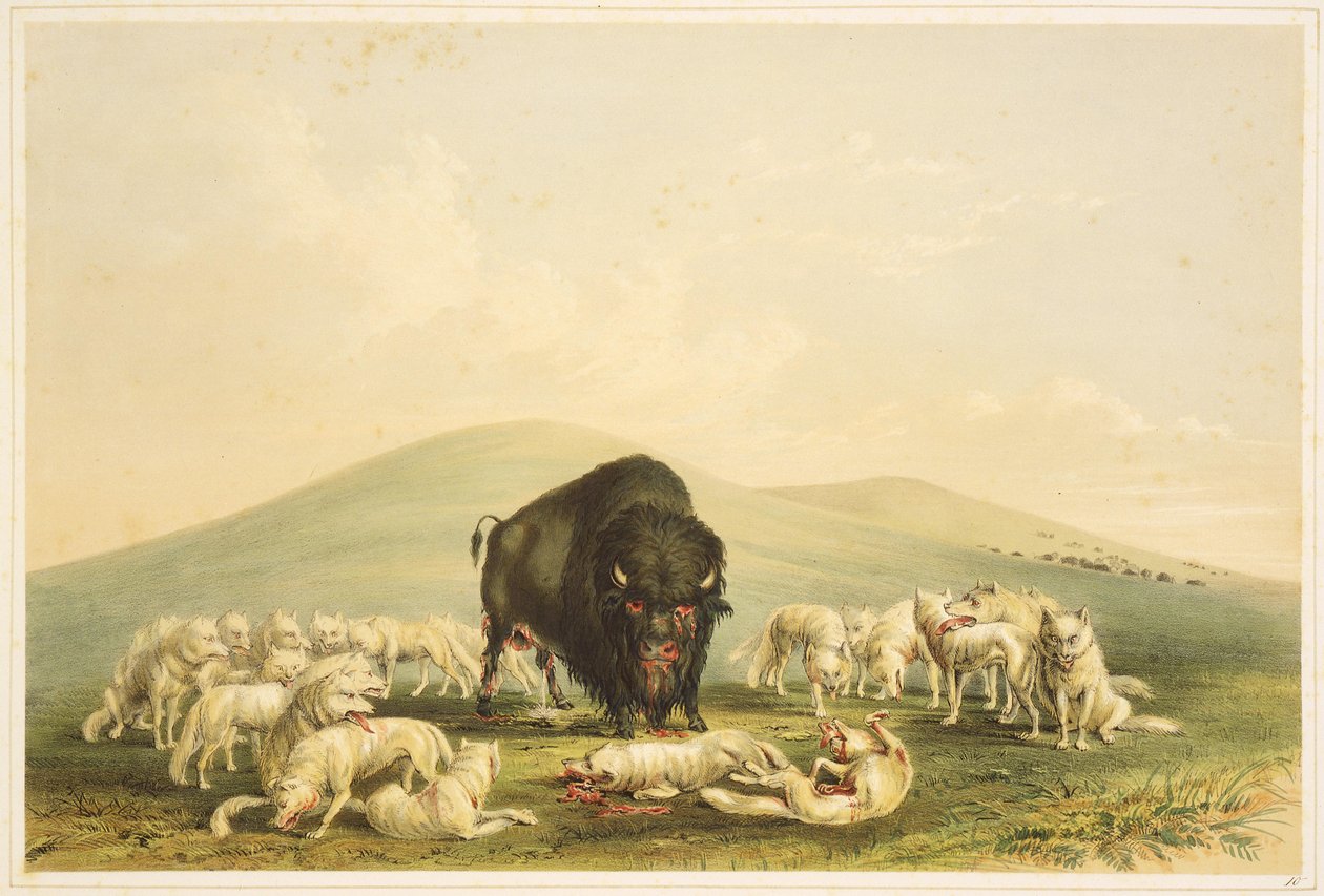 Bøffeljagt: Bøffeljagt: Hvide ulve angriber bøffel-tyr af George Catlin
