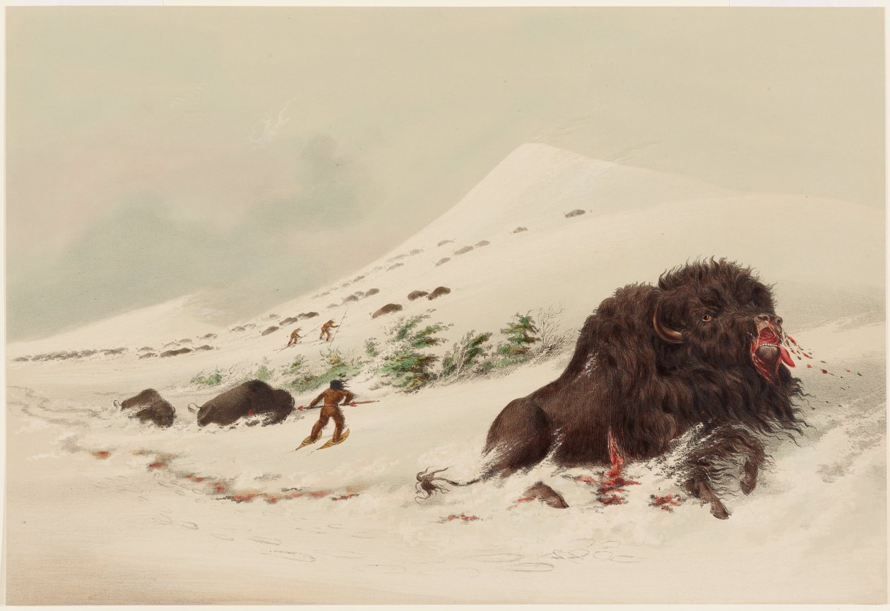 Bisonjagt, døende bisontyr i en snedrive af George Catlin