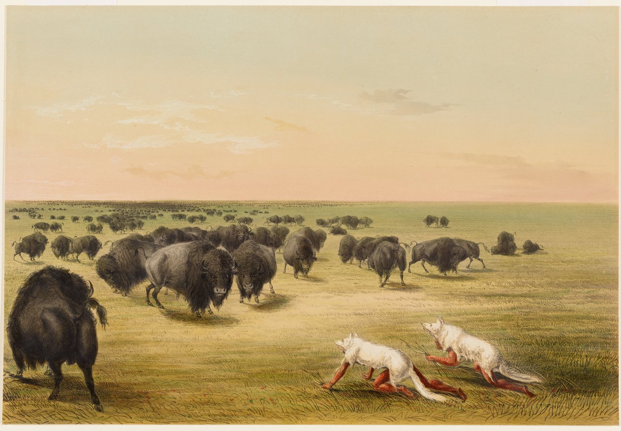 Bøffeljagt, under den hvide ulveskind af George Catlin