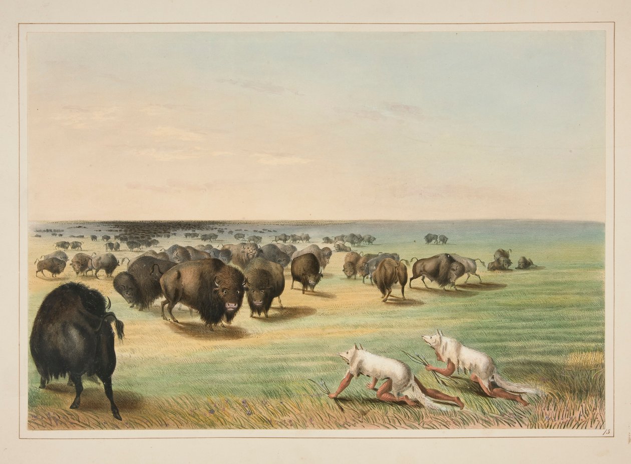 Bøffeljagt, under den hvide ulveskind, pl. 13 fra North American Indian Portfolio af George Catlin