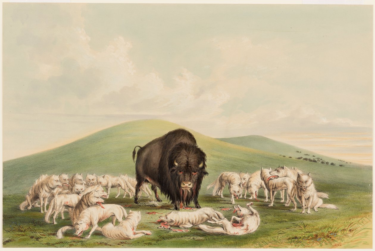 Bøffeljagt, hvide ulve angriber en bøffeltyr af George Catlin