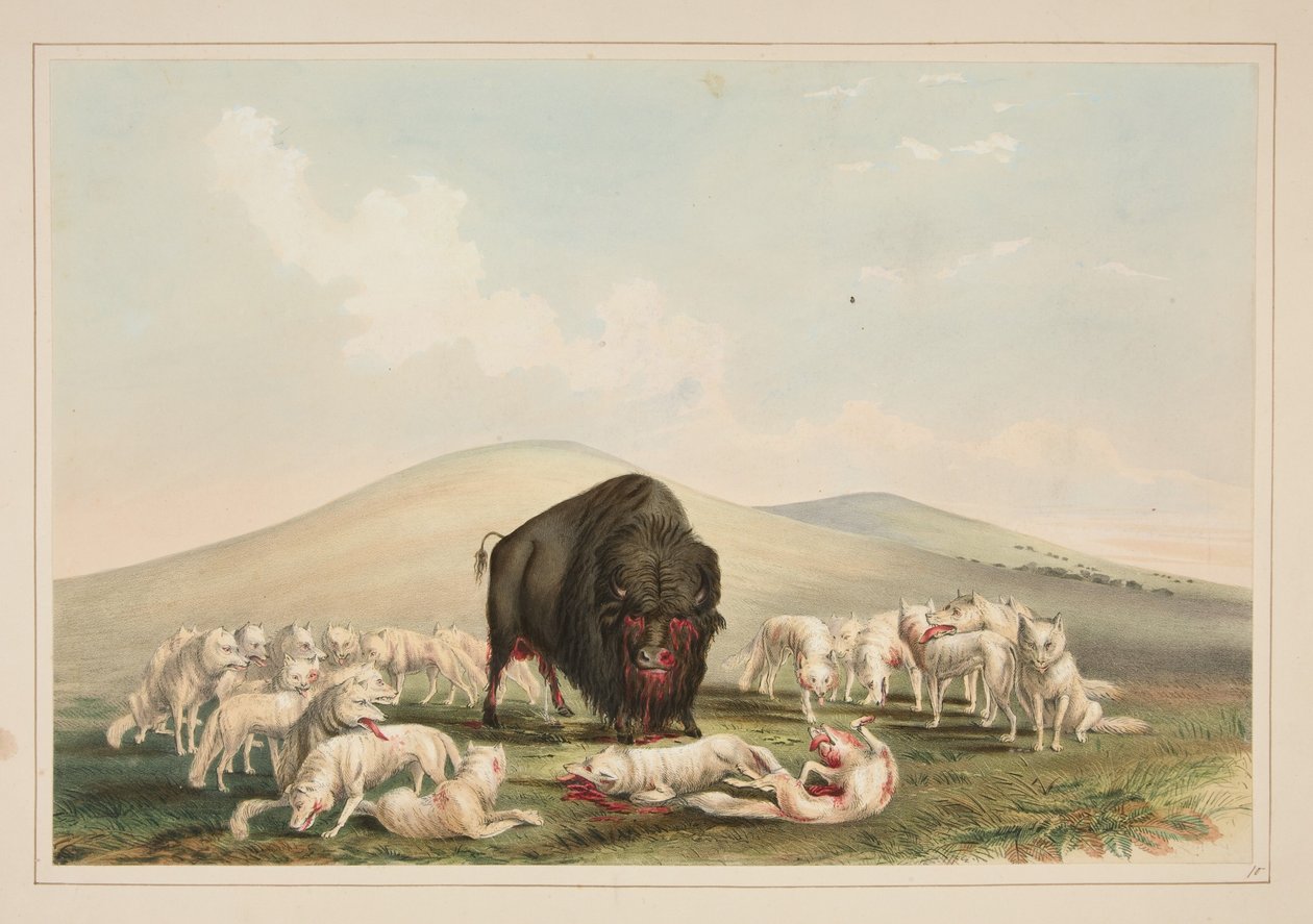 Bisonjagt, hvide ulve angriber en bisontyr, tavle 10 fra portfoliet om nordamerikanske indianere af George Catlin