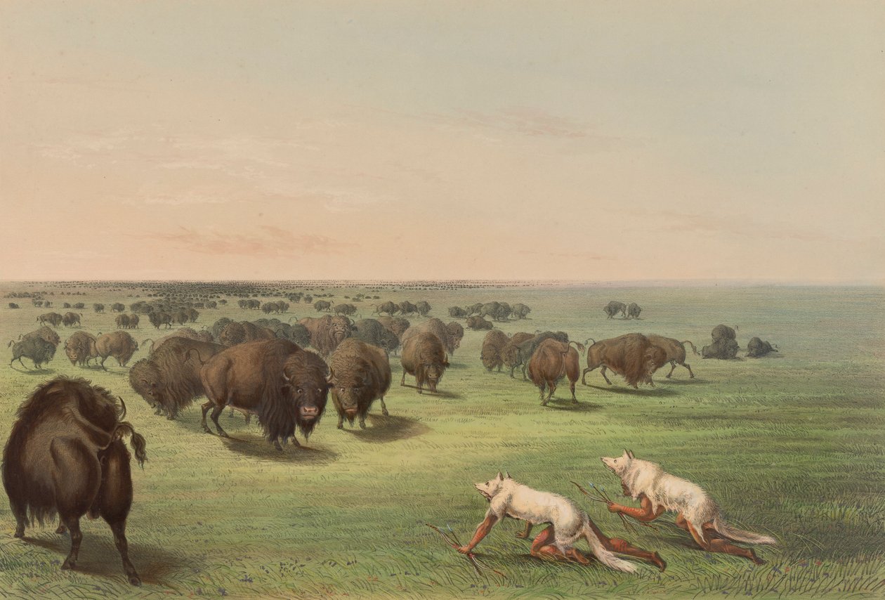 Bøffeljagt, med ulveskind, pl. 13 fra North American Indian Portfolio af George Catlin
