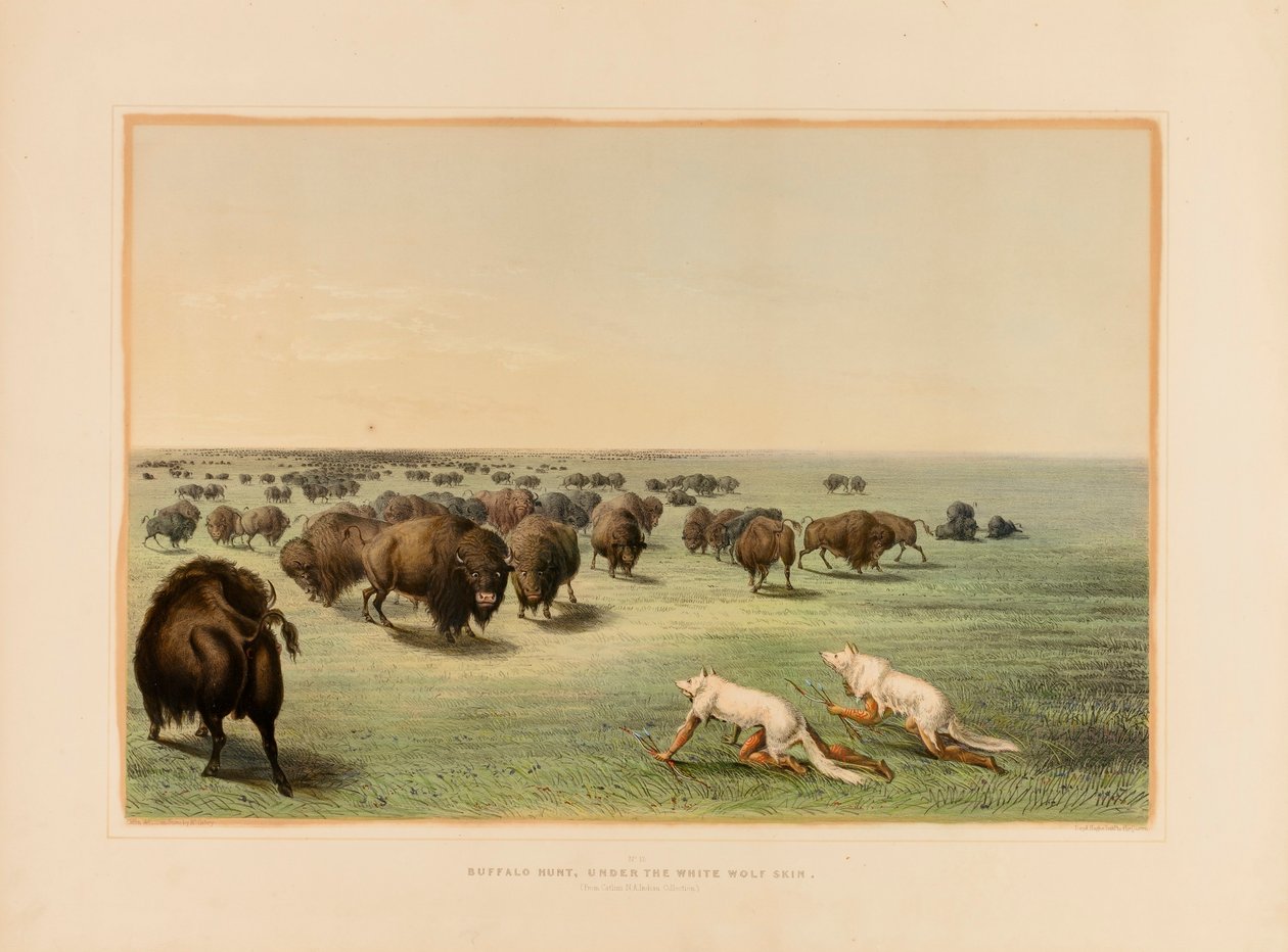 Bøffeljagt under det hvide ulveskind - nr. 13 af George Catlin
