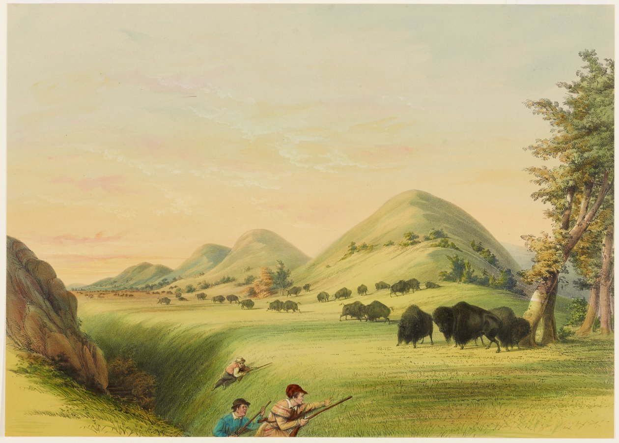 Bøffeljagt, tilnærmelse i en kløft af George Catlin
